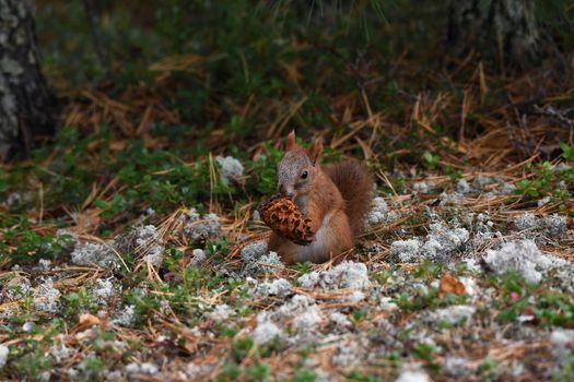 Wild squirrel in Russia's forest holding a pine cone.