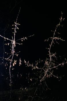 A minimalistic night photograph of bare tree branches with budding leaves, highlighting contrast against the dark sky.