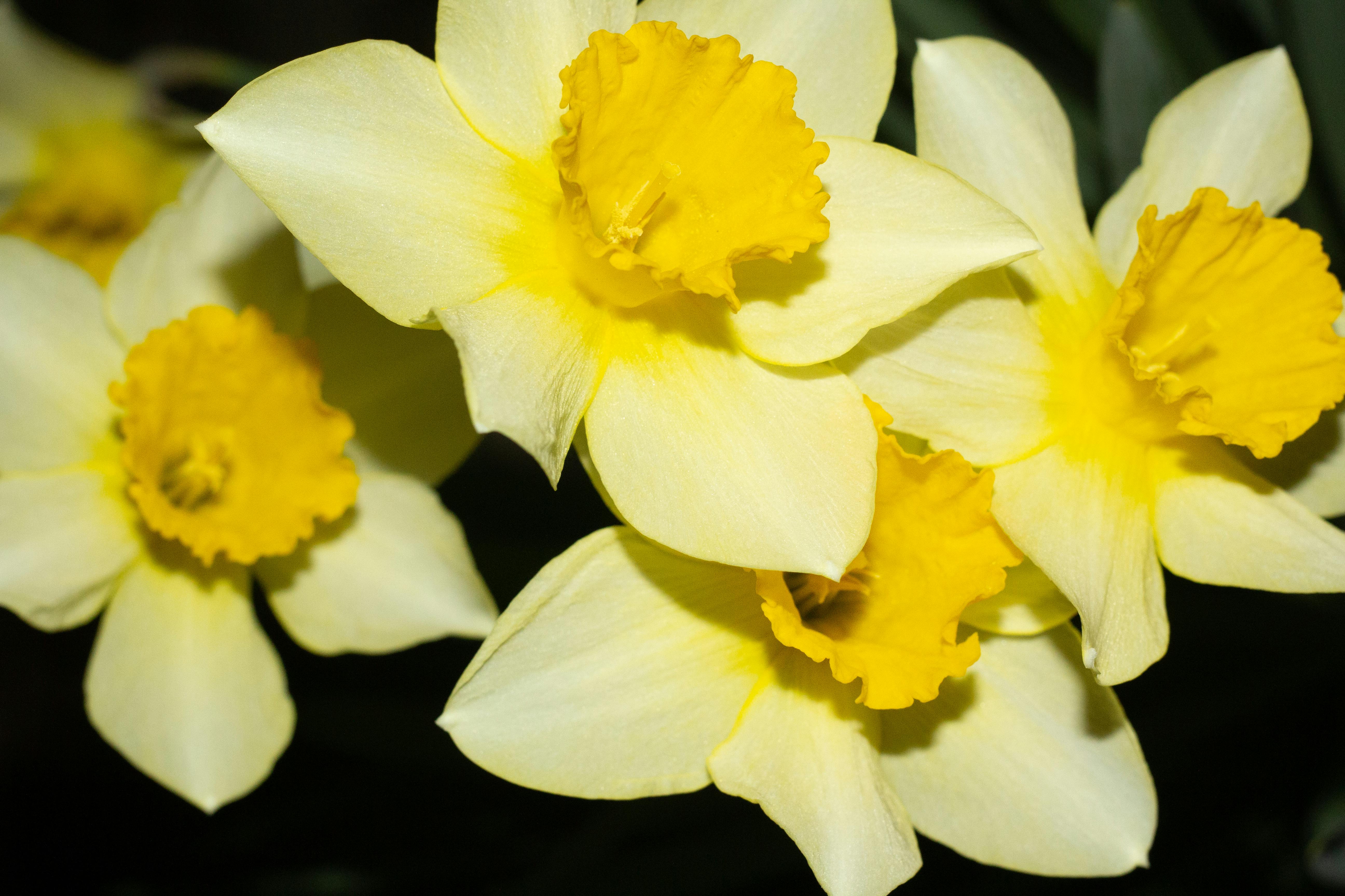 A vibrant close-up of bright yellow daffodils in full bloom, showcasing their beauty.