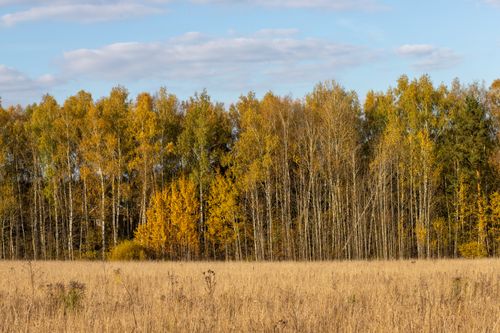 Free Captivating autumn forest with golden birch trees under a clear blue sky. Stock Photo
