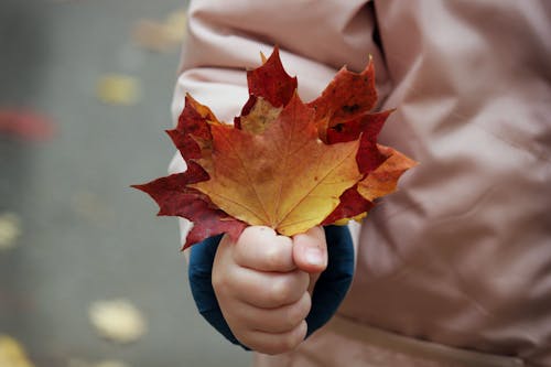 Close-Up Shot of a Child Holding Maple Leaves