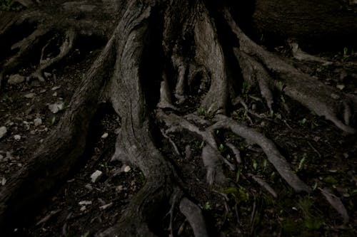 Fotobanka s bezplatnými fotkami na tému dno, korene, strom