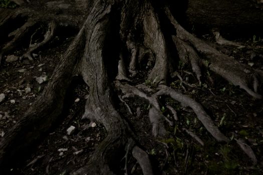 Detailed close-up of tree roots emerging from dark soil at night, showcasing nature's organic structure.