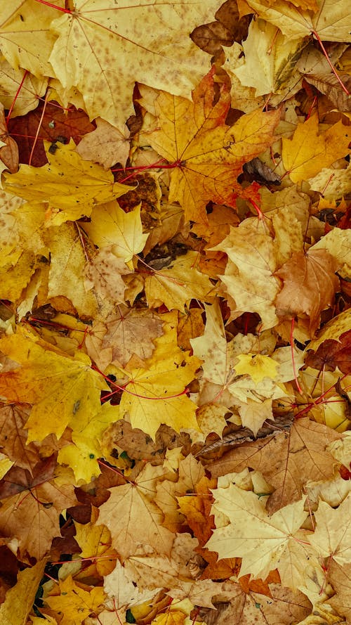 Free Dry Maple Leaves on the Ground Stock Photo