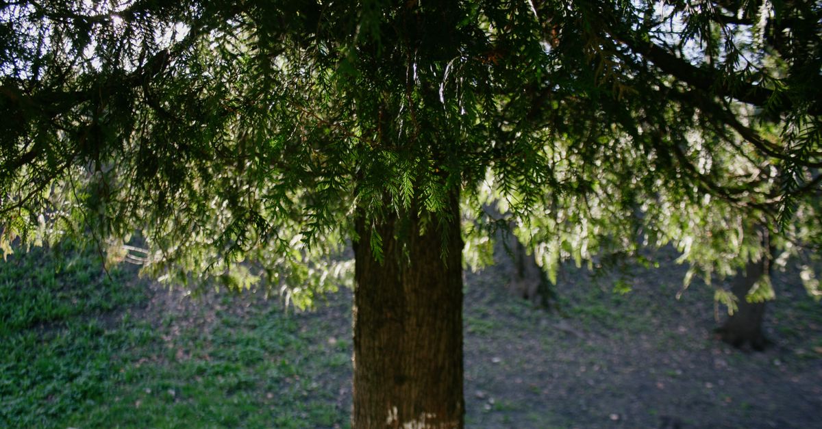 Western red cedar tree with sunlight filtering through its branches, highlighting nature's beauty.