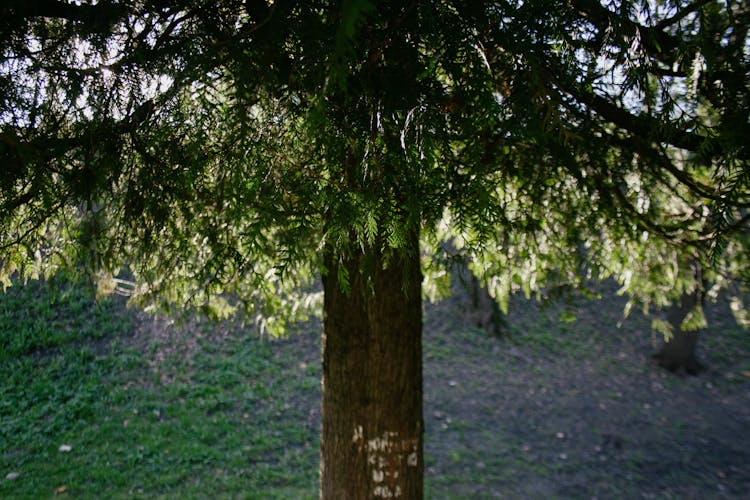 Western Red Cedar Tree