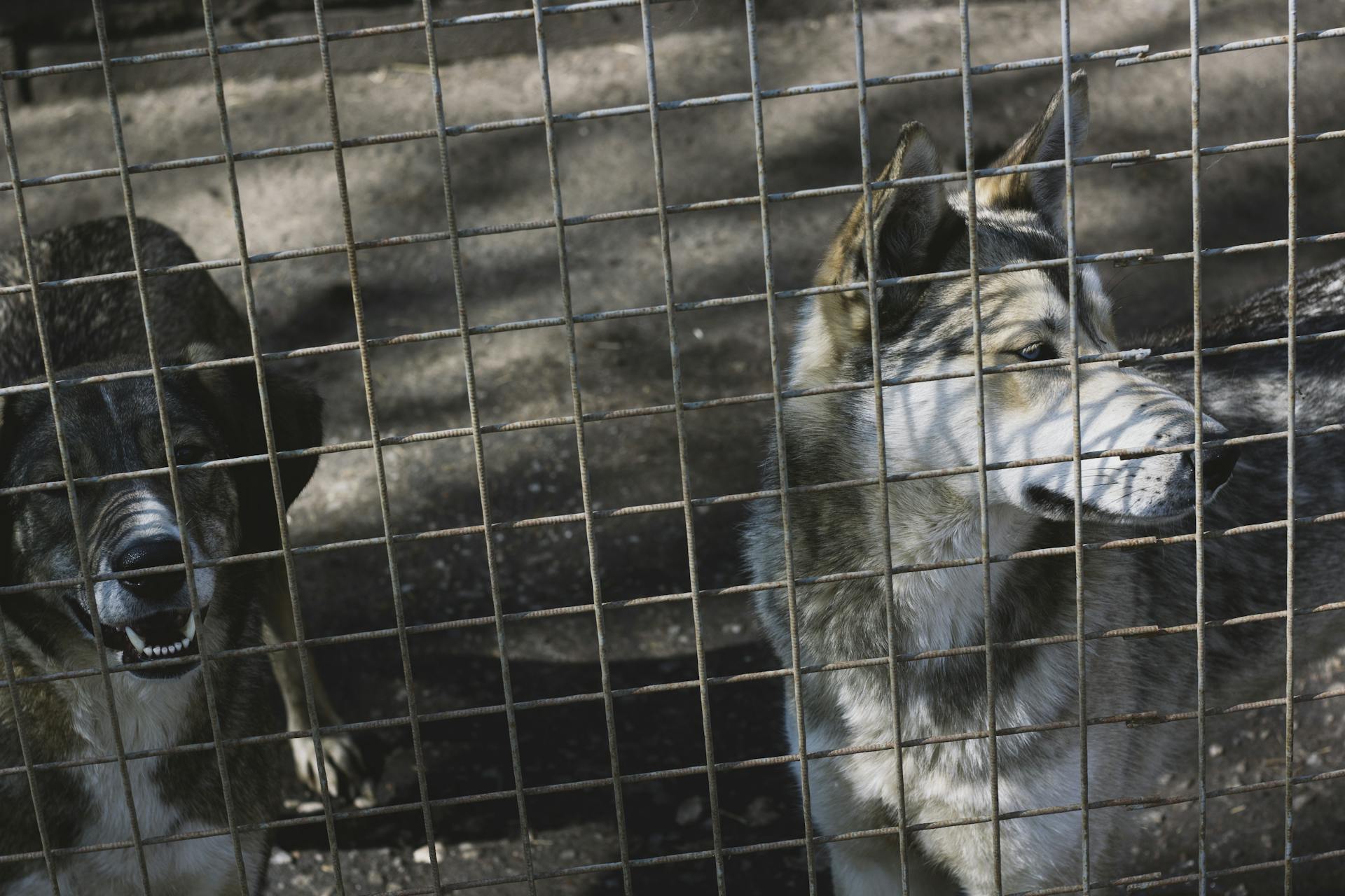 Fotografi av en sibirisk husky tillsammans med en annan hund