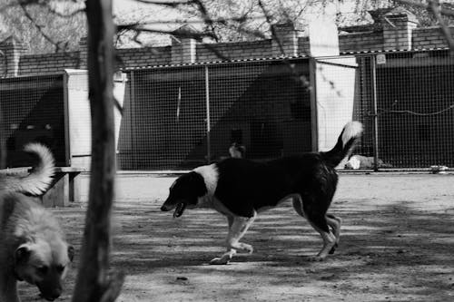 Free Black and White Photograph of a Dog Playing Stock Photo