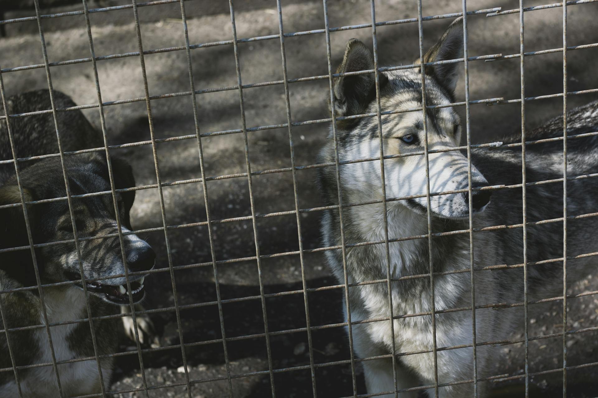 Grayscale Photography of Dogs Behind the Fence