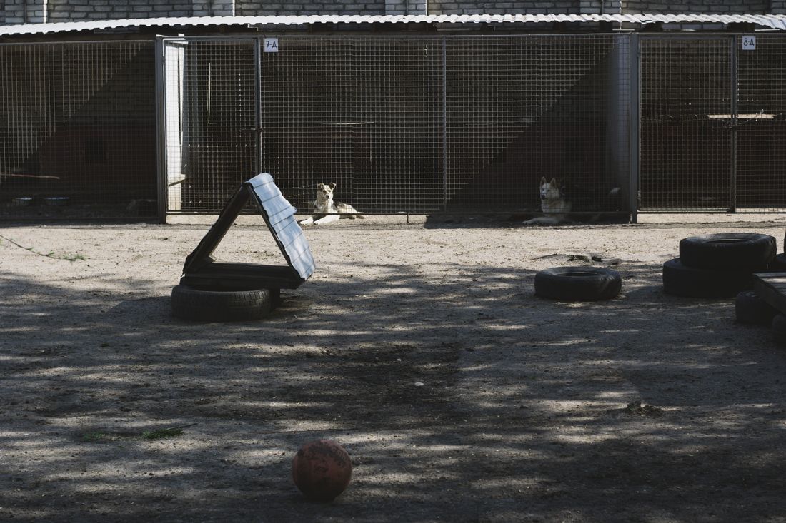 Two shelter dogs greeting each other through a fence.