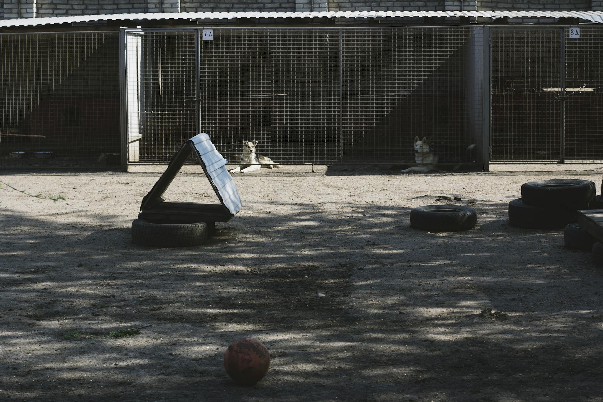 Photograph of Dogs Behind Mesh