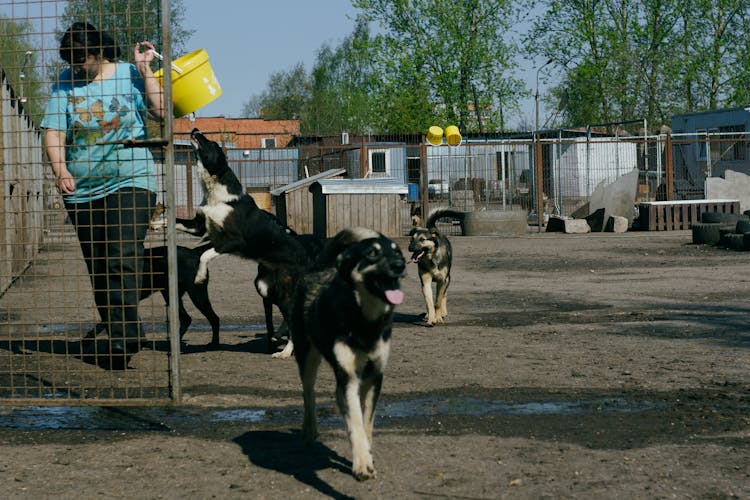 Woman Carrying A Bucket With Dogs Around Her 