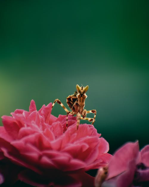 Praying Mantis on Pink Flower