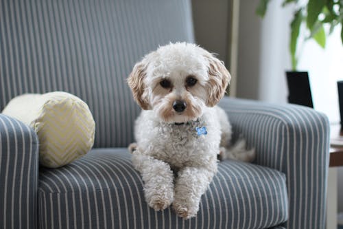Free White Shih Tzu Puppy on Fabric Sofa Chair Stock Photo