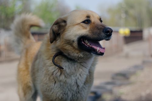 Free Cute Anatolian Shepherd dog enjoying outside on a sunny day. Stock Photo