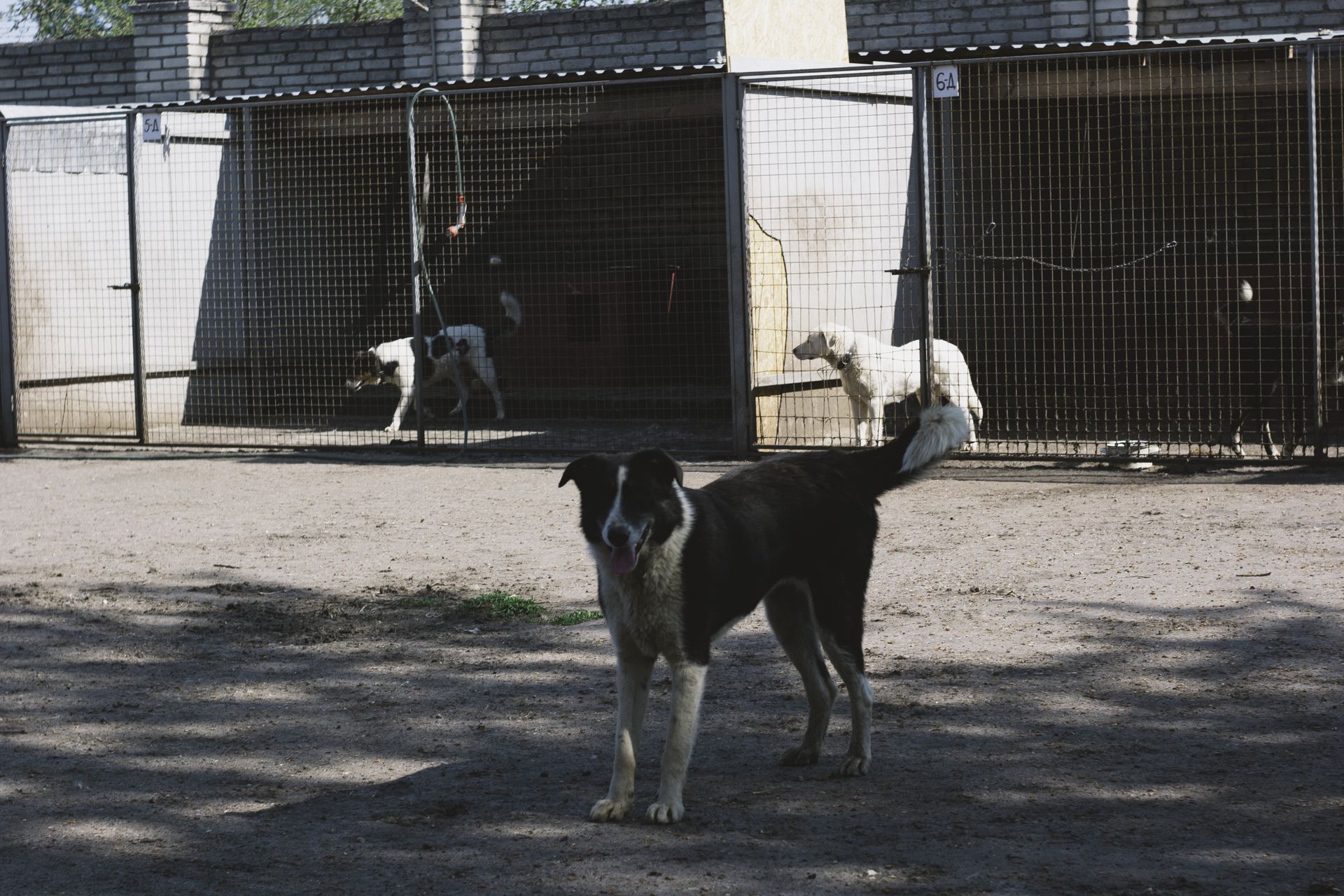 Un chien secouru dans un chenil baigné de lumière.