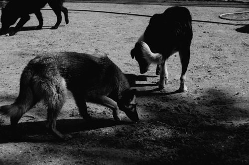 Free Black and white photo of two dogs in an outdoor area, exploring the ground. Stock Photo