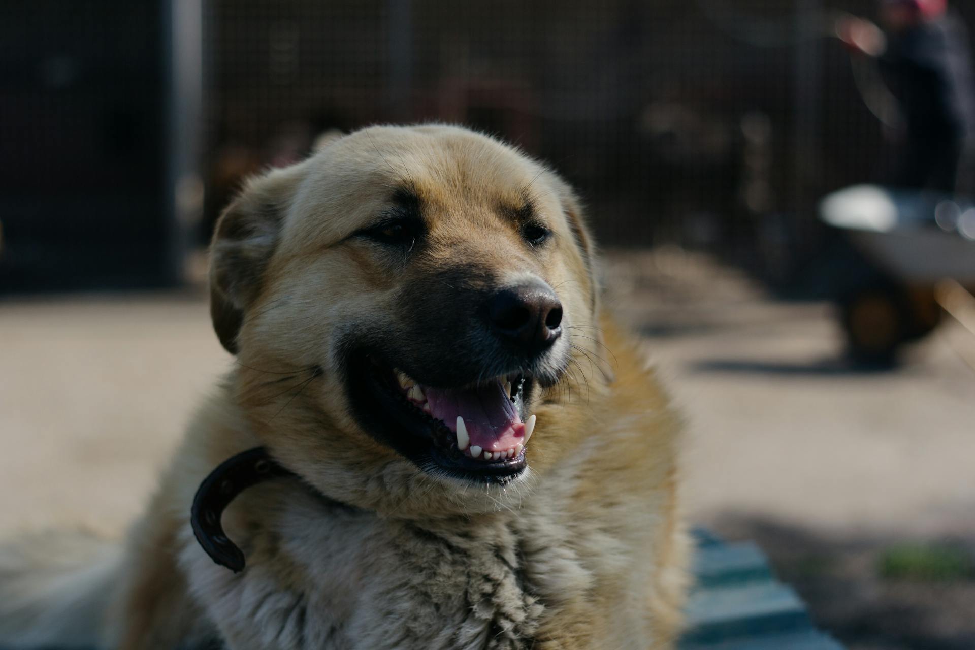 Photograph of a Brown Furry Dog