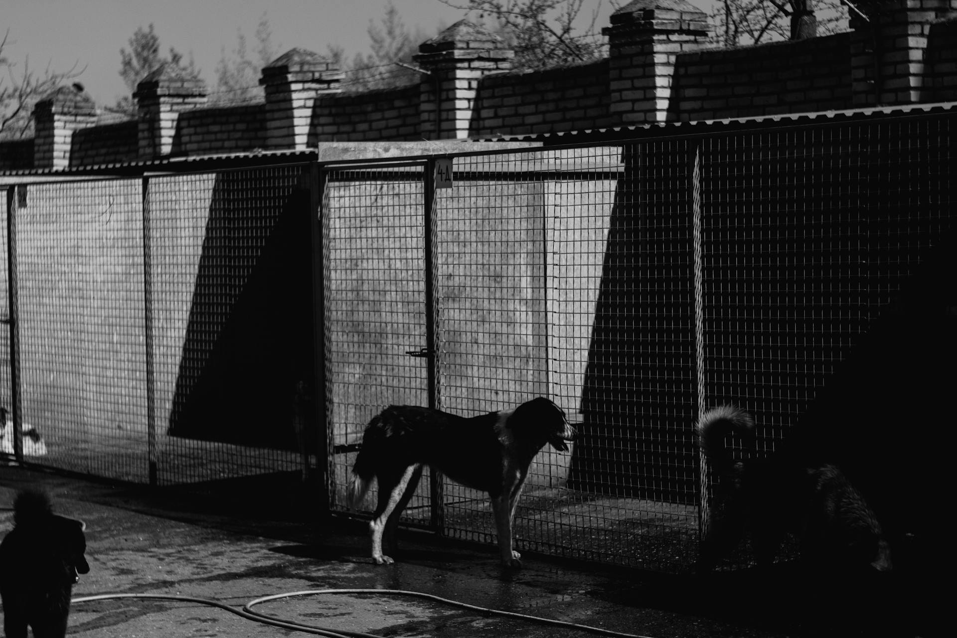 Grayscale Photograph of a Dog Near a Cage