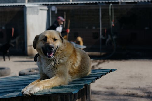 Kostenloses Stock Foto zu anatolischer schäferhund, bezaubernd, haustier