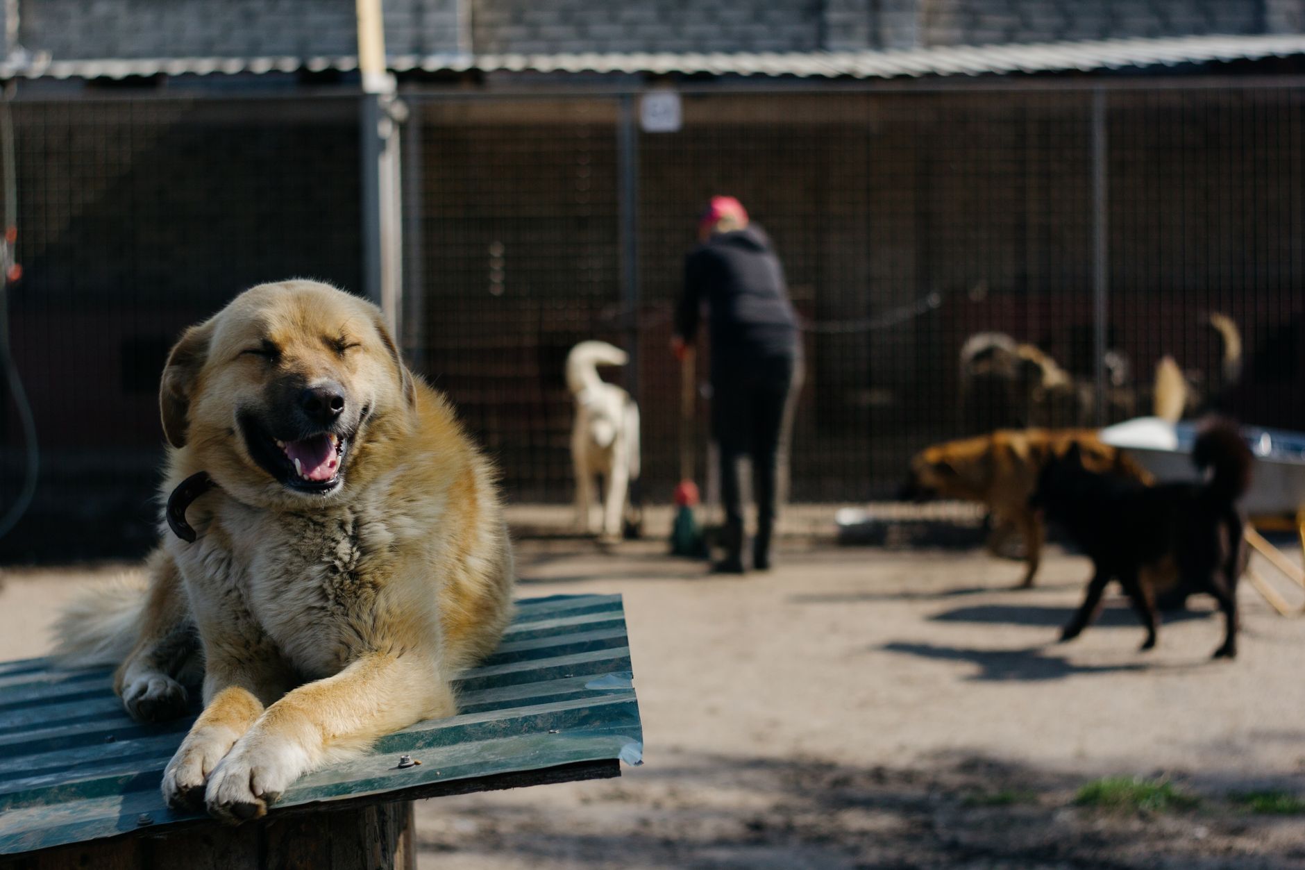 Shelter Dog Brutus Smiles After Being Noticed in Overcrowded Kennel