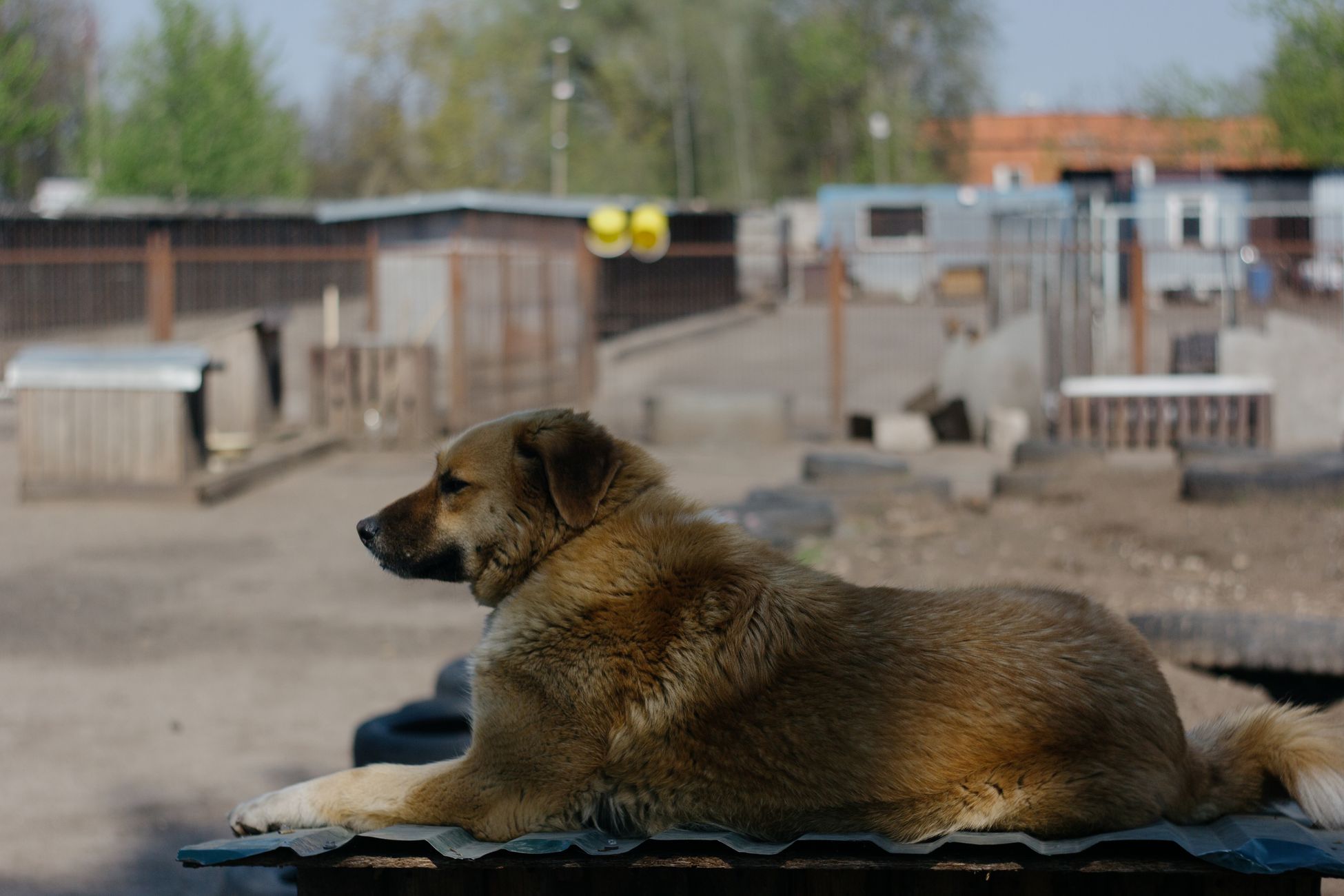 Dierenasiel Amsterdam bereidt zich voor op hittegolf
