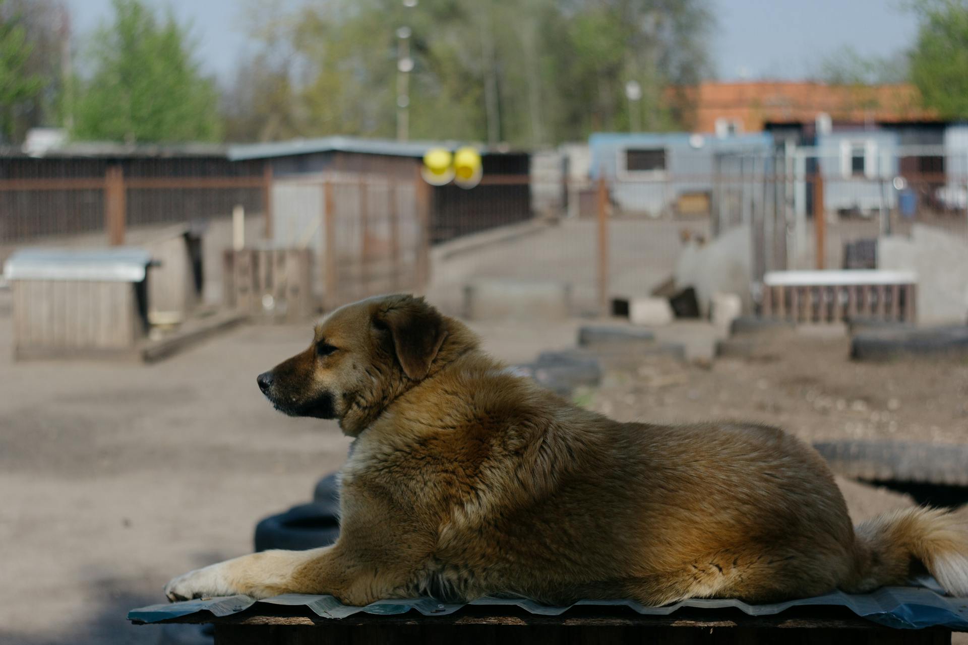 Photographie d'un chien à fourrure brun allongé sur une surface