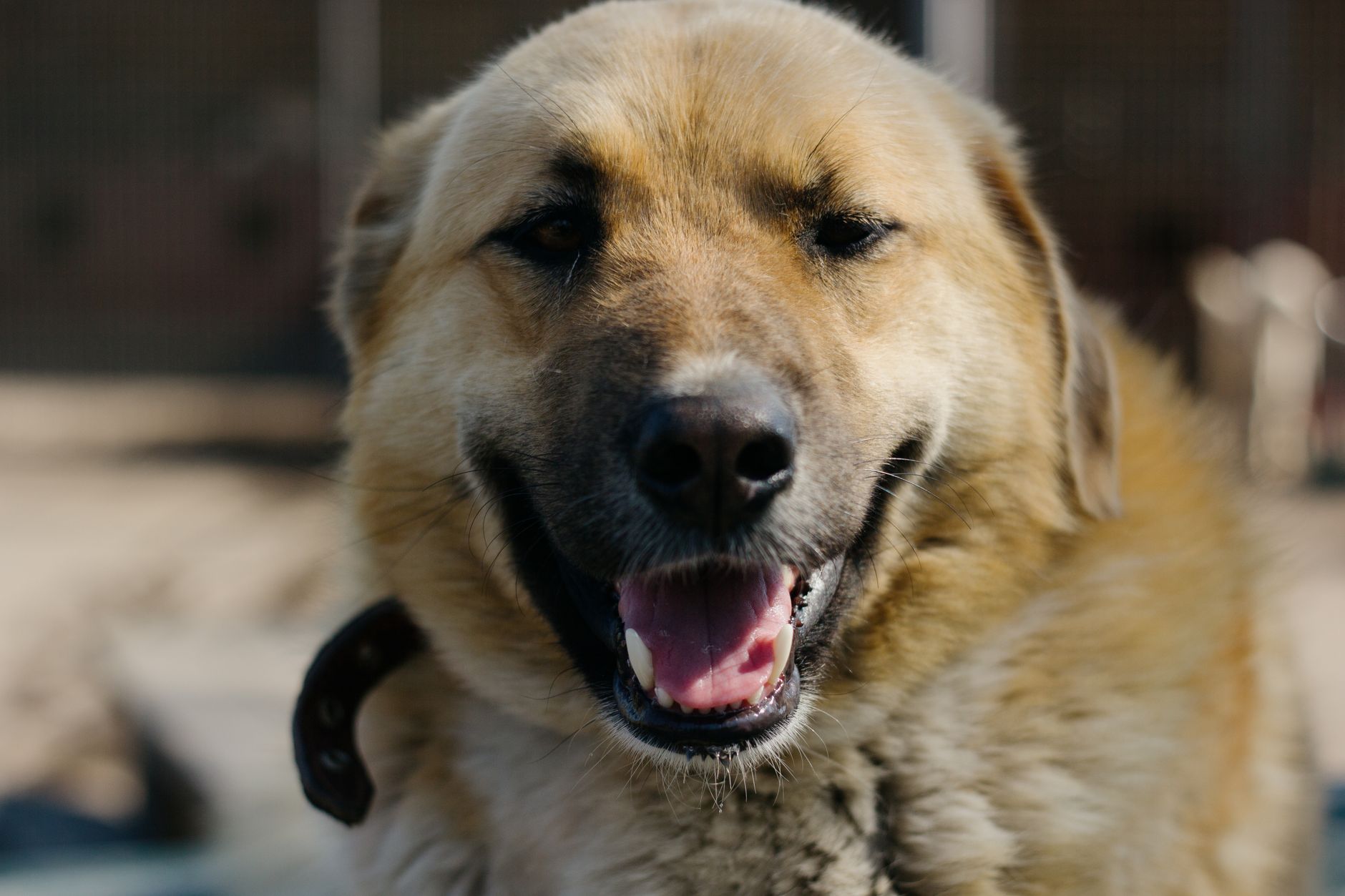 Adorable dog with fluffy coat and collar smiling at the camera in an outdoor setting.