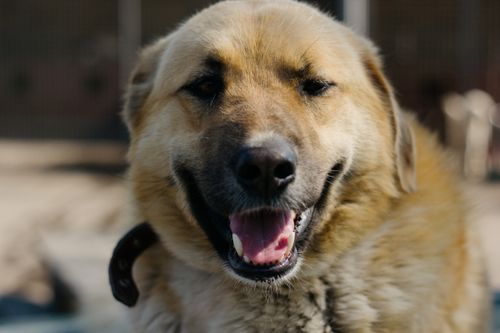 Free Adorable dog with fluffy coat and collar smiling at the camera in an outdoor setting. Stock Photo