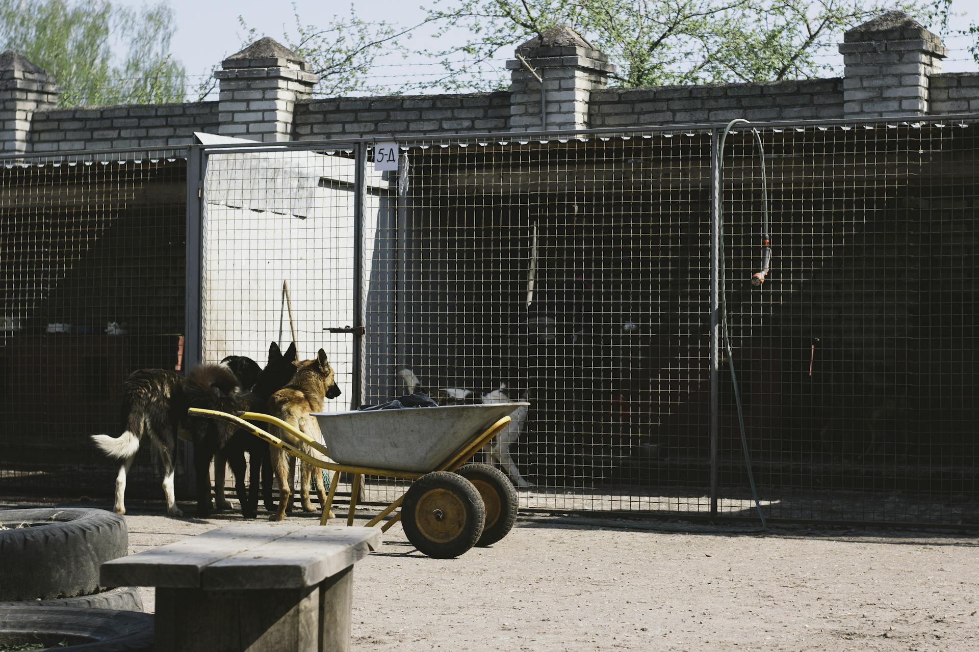 Photograph of Dogs Near a Wheelbarrow