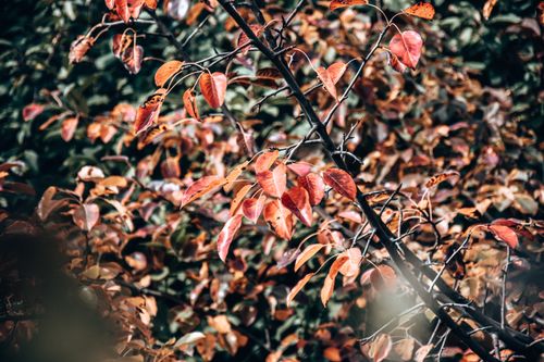 Free Close-up of colorful autumn leaves on a tree branch, showcasing the beauty of fall. Stock Photo