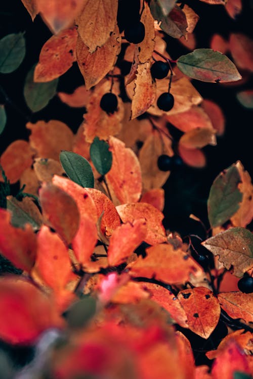Red and Green Leaves in Close-Up Photography