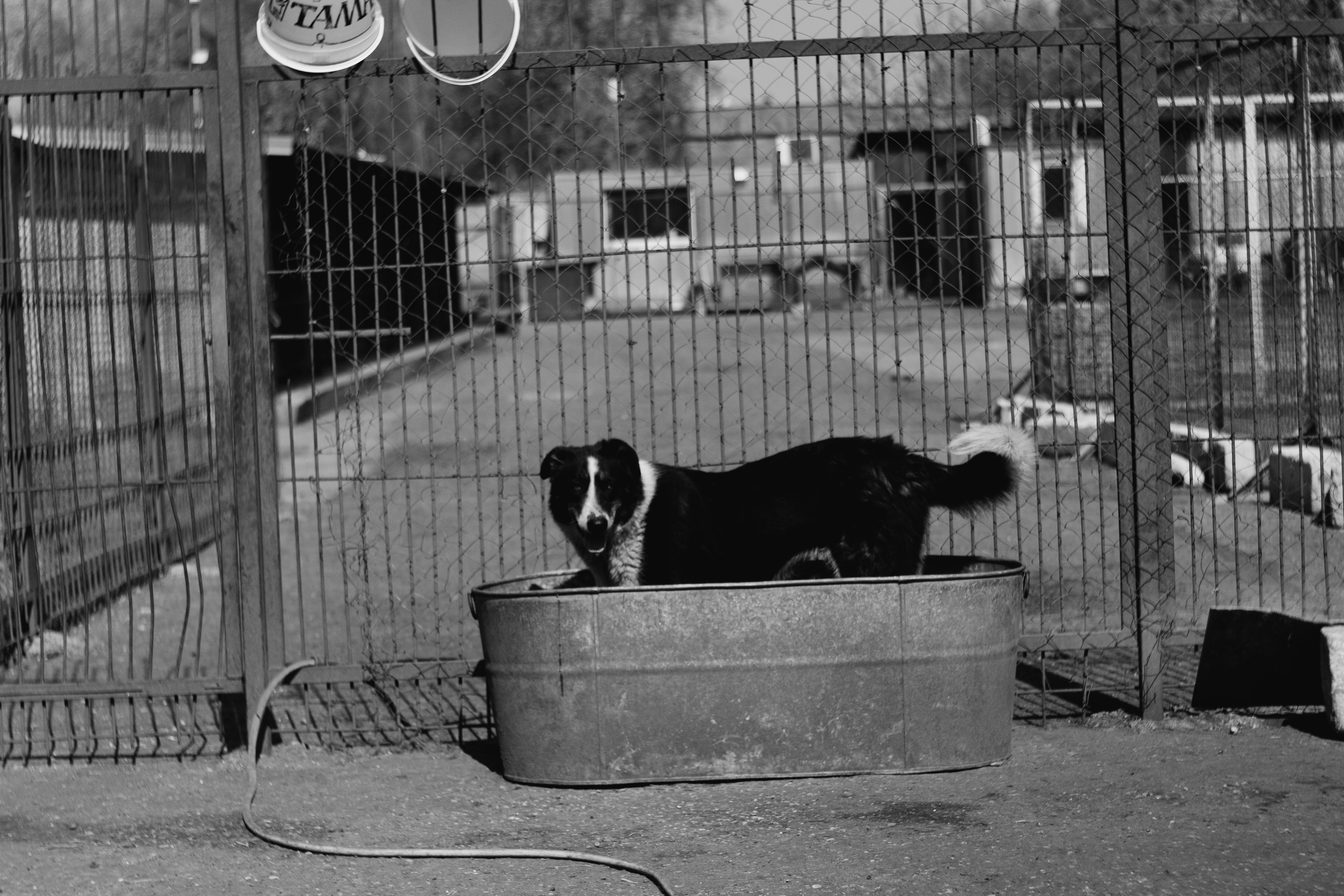 A black and white dog stands in a metal tub in an outdoor enclosure, captured in grayscale photography.