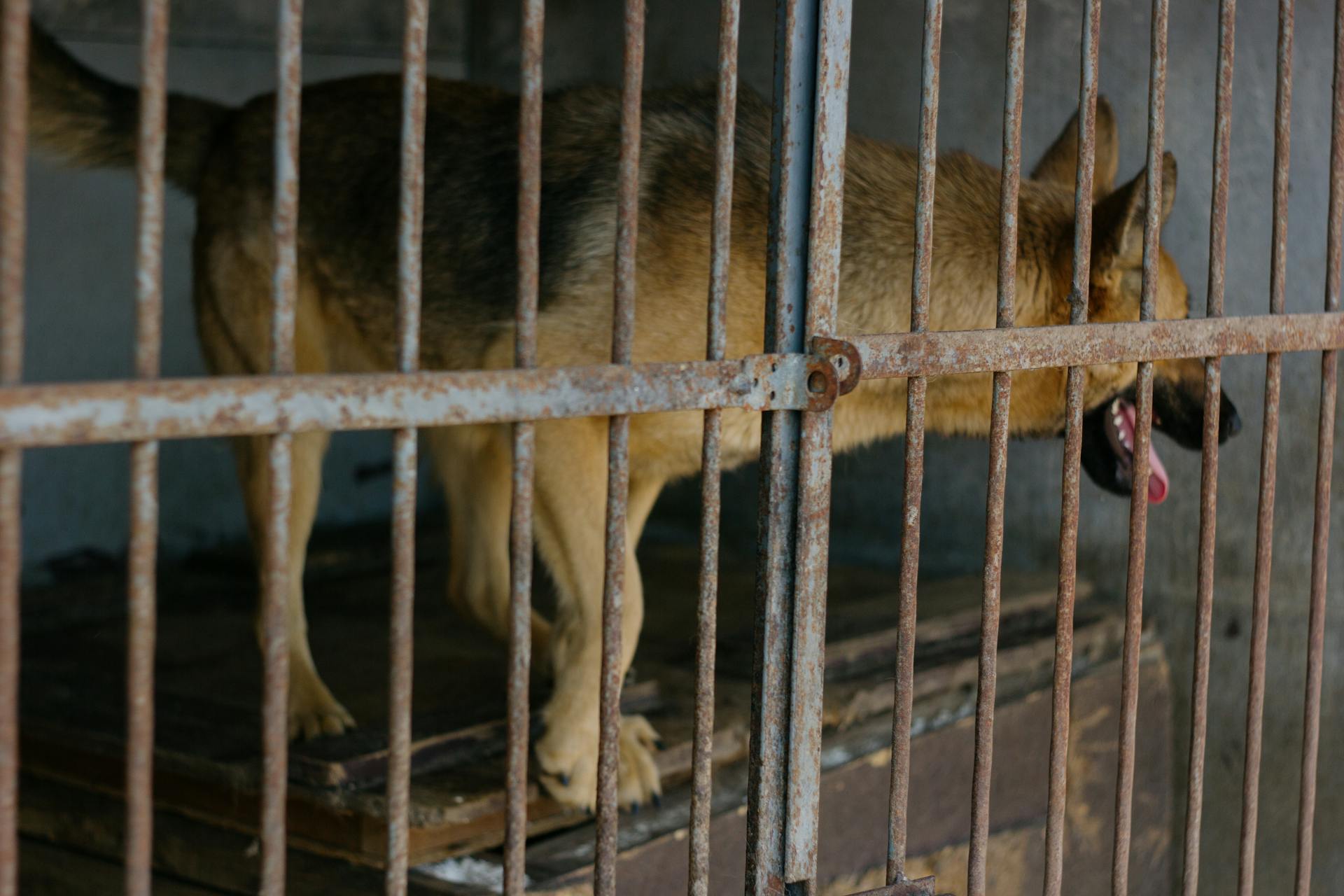 Chien brun à pelage courte en cage