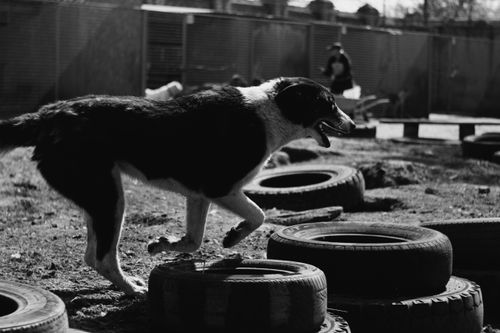 Free A playful dog jumps over tires in an outdoor setting, captured in black and white. Stock Photo