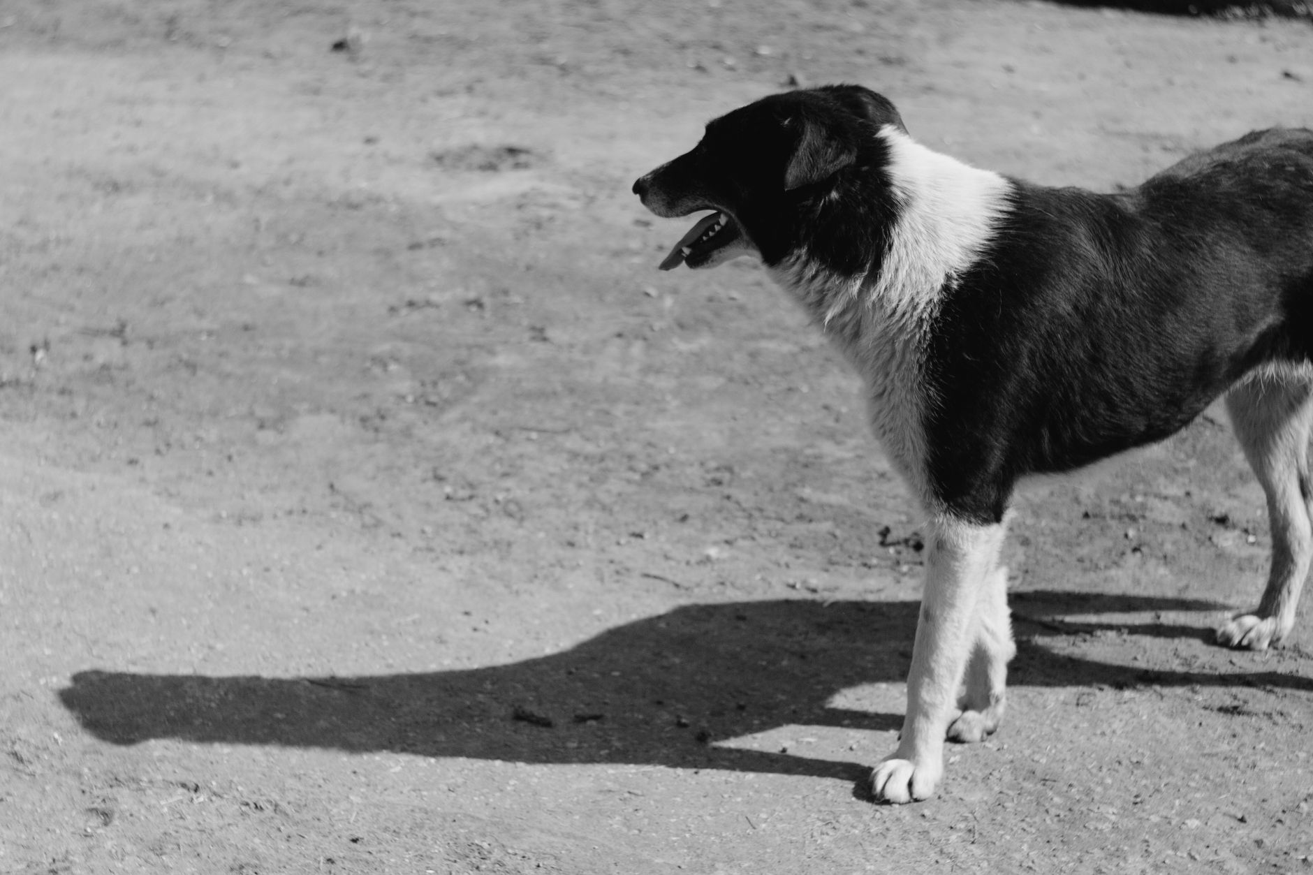 Portrait of a dog at a veterinary clinic