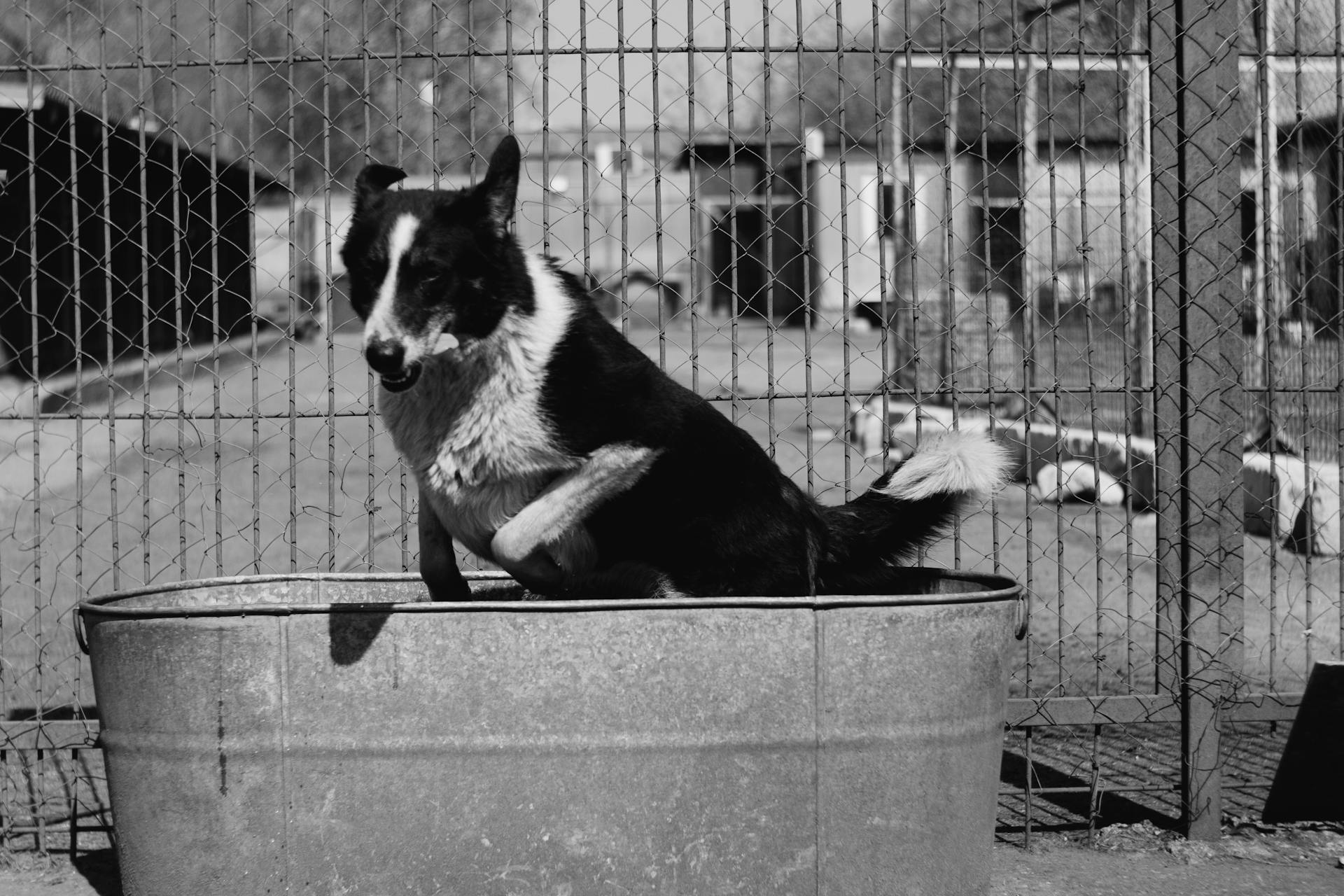 Black and White Photo of a Dog Jumping in a Bathtub