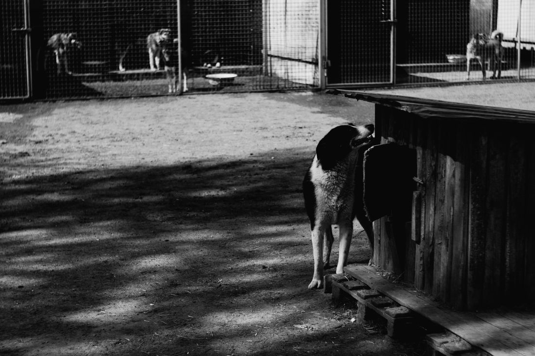 A volunteer walking a dog along a quiet path.