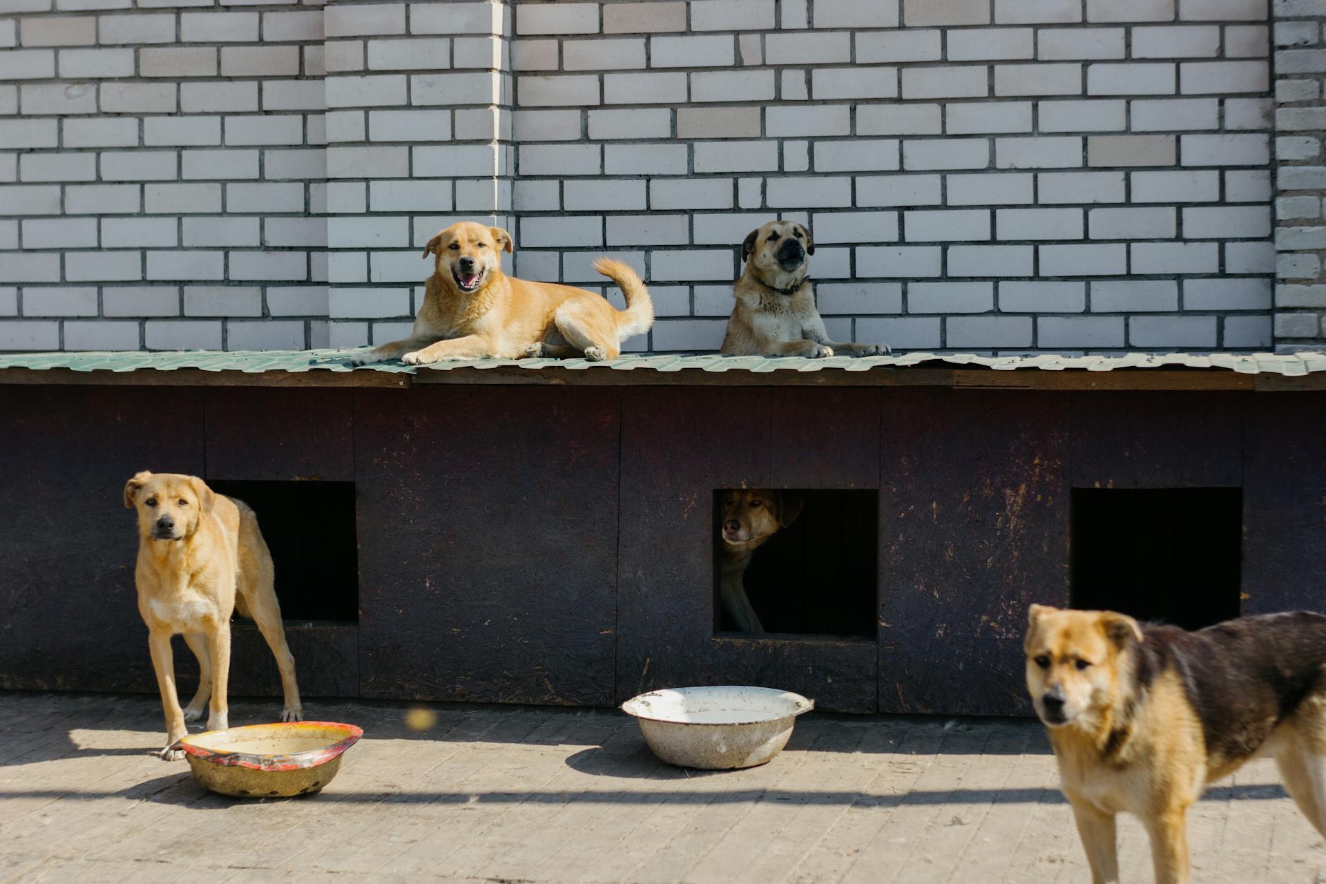 Photograph of Dogs Near a Brick Wall