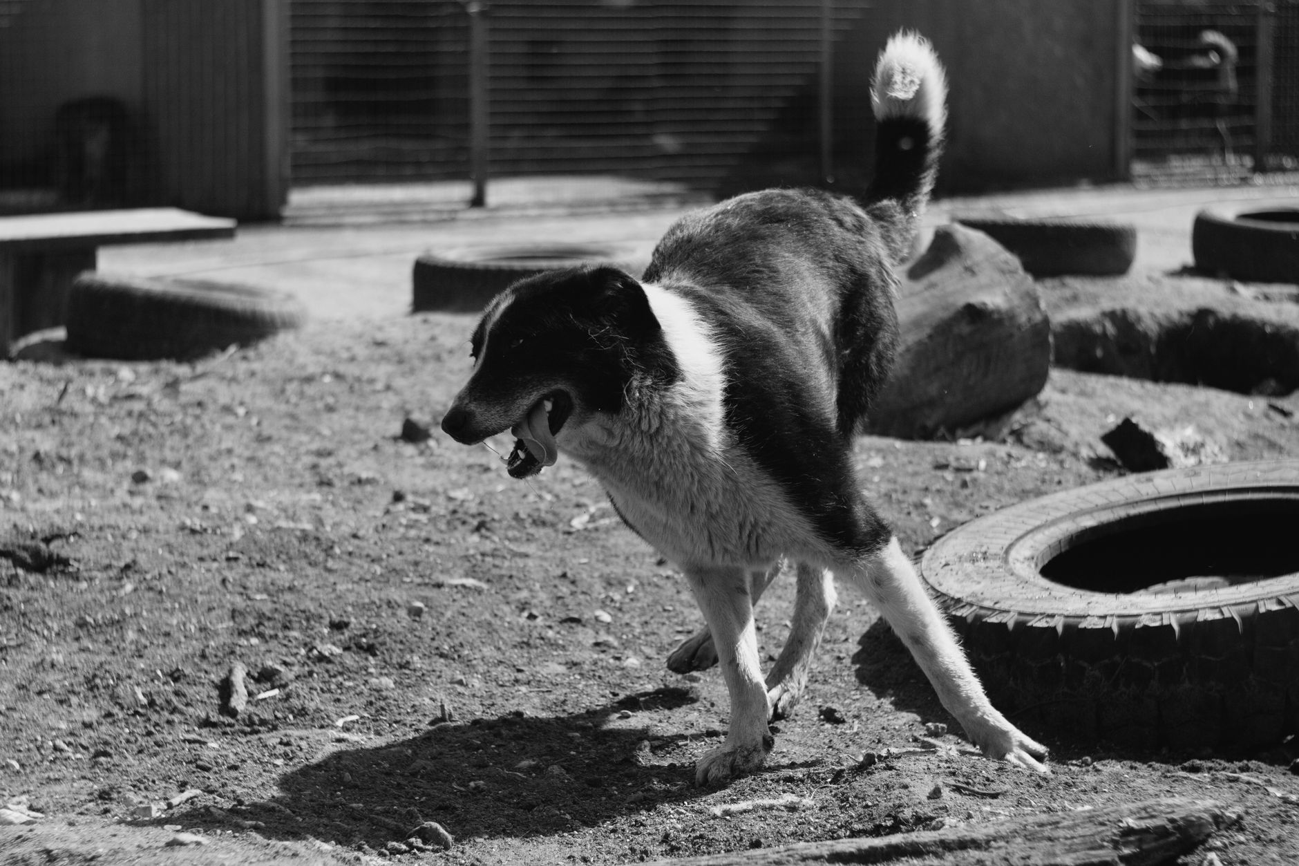 The Biology of Canine Hyperactivity
