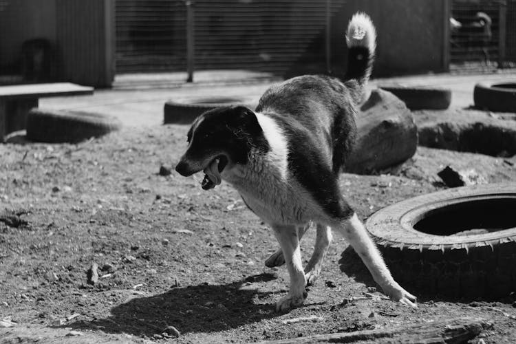 Dog Playing On The Ground With Tires