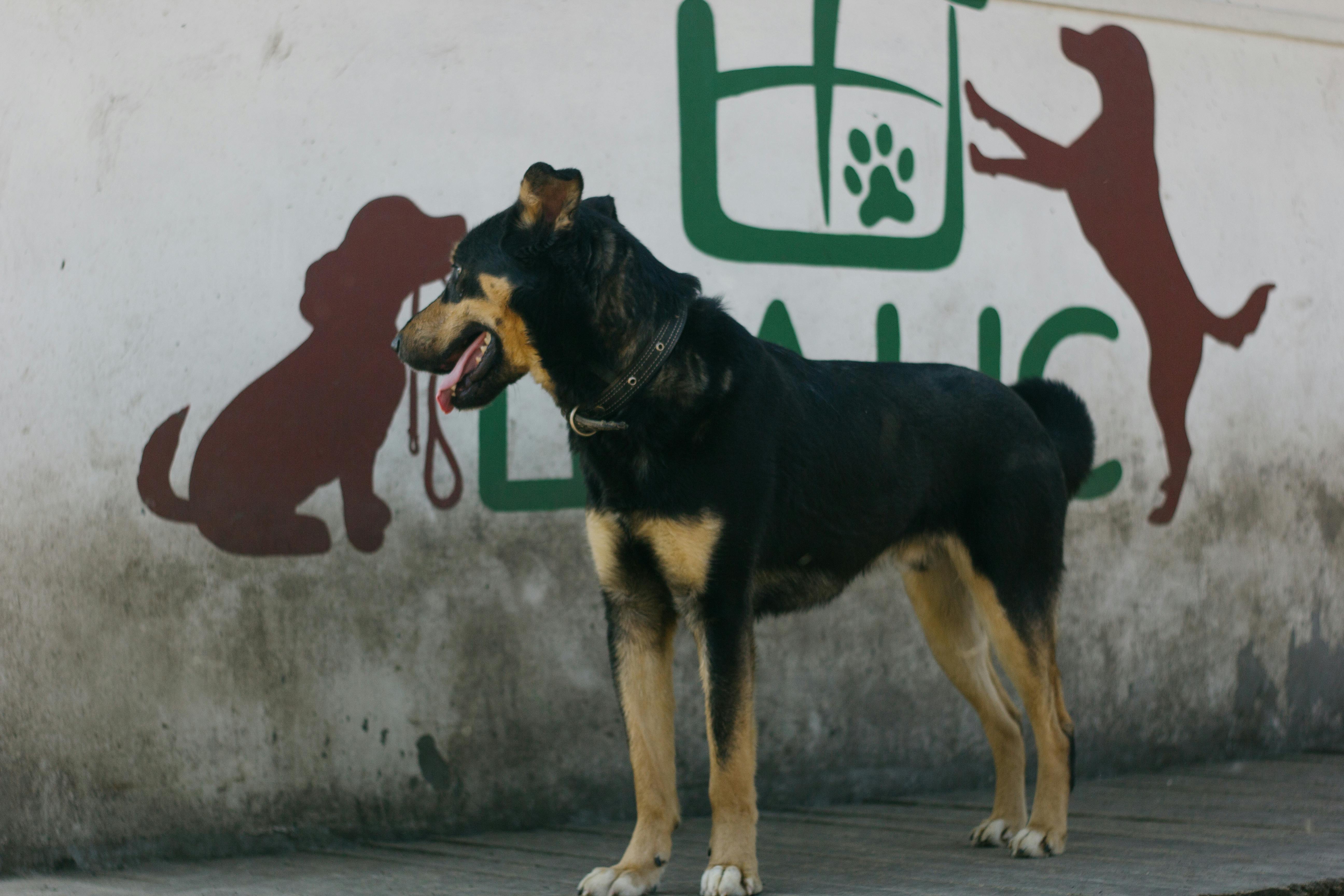 Elanco Animal Health earnings up next: Can innovation offset Pet Health pressure? — Photo by Plato Terentev on Pexels