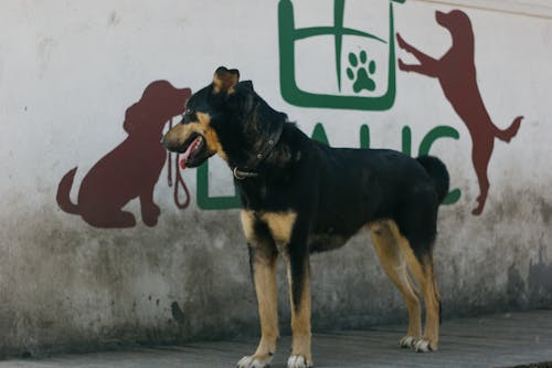 Free Photo of a Black and Brown Dog Near a Wall Stock Photo