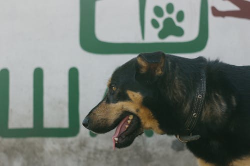 Photo of a Black and Brown Dog with a Collar