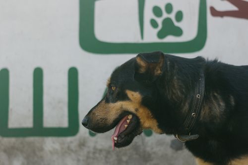 Free Close-up of a black and tan dog wearing a collar against a graphic backdrop. Ideal for animal themes. Stock Photo