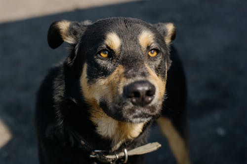 Free Close-Up Photograph of a Brown and Black Dog Stock Photo