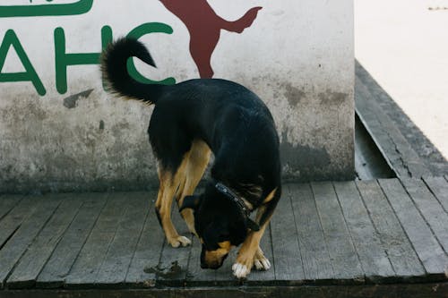 A Black and Brown Dog on a Wooden Surface