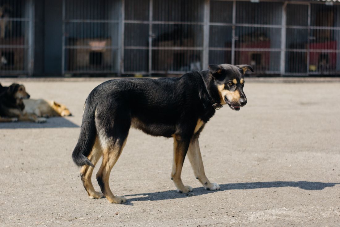 A volunteer crouched next to a shelter dog, both looking sideways.