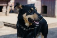 A Black Dog in Close-Up Photography