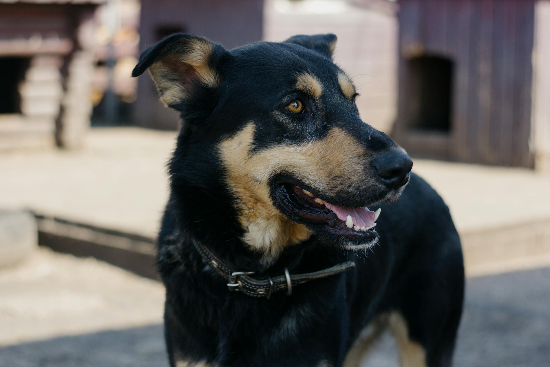 A Black Dog in Close-Up Photography